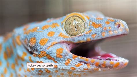 tokay gecko lifespan|are tokay geckos aggressive.